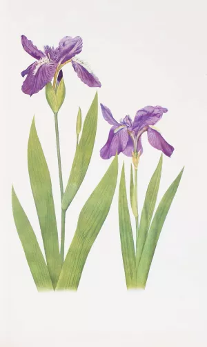 Iris tectorum and Iris Loptec by William Rickatson Dykes Oil Painting