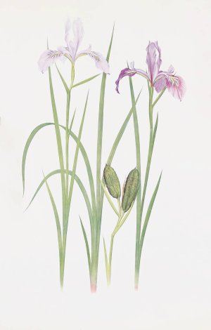 Iris tenax by William Rickatson Dykes Oil Painting