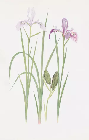 Iris tenax by William Rickatson Dykes Oil Painting