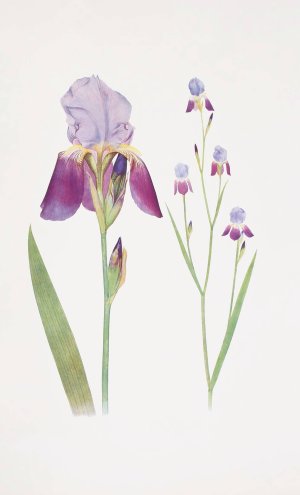 Iris trojana by William Rickatson Dykes Oil Painting