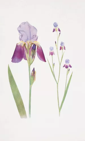Iris trojana Oil painting by William Rickatson Dykes