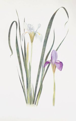 Iris unguicularis by William Rickatson Dykes Oil Painting