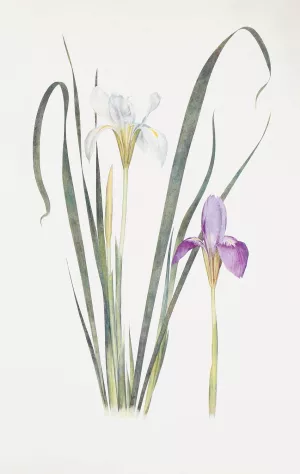 Iris unguicularis by William Rickatson Dykes Oil Painting