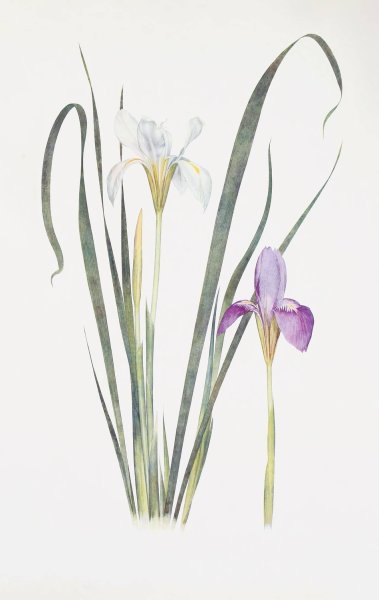 Iris unguicularis  by William Rickatson Dykes - Hand-Painted Oil Painting Reproduction