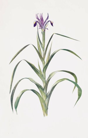 Iris Warleyensis by William Rickatson Dykes Oil Painting