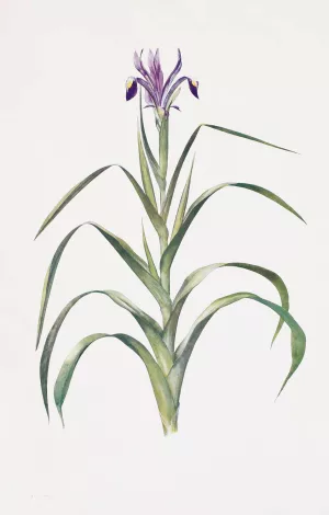 Iris Warleyensis by William Rickatson Dykes Oil Painting