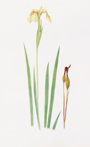 Iris Wilsoni by William Rickatson Dykes Oil Painting