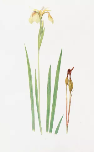 Iris Wilsoni by William Rickatson Dykes Oil Painting