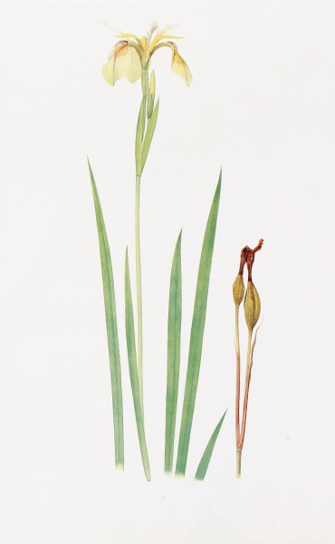 Iris Wilsoni  by William Rickatson Dykes - Hand-Painted Oil Painting Reproduction