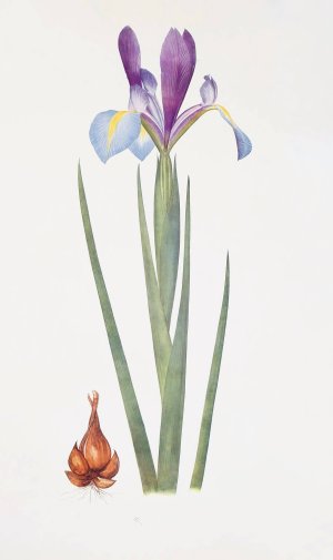 Iris xiphium var. praecox by William Rickatson Dykes Oil Painting