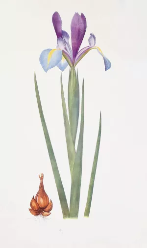 Iris xiphium var. praecox by William Rickatson Dykes Oil Painting