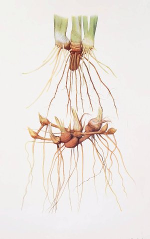 Rhizomes of a Pogoniris and of a Regelia Iris by William Rickatson Dykes Oil Painting