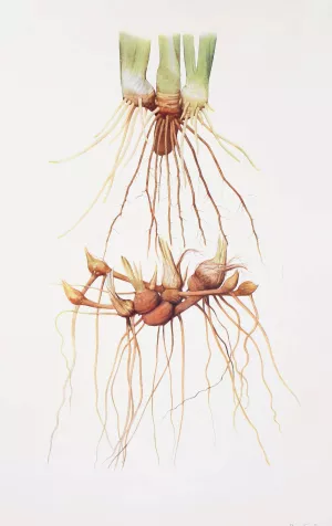 Rhizomes of a Pogoniris and of a Regelia Iris by William Rickatson Dykes Oil Painting