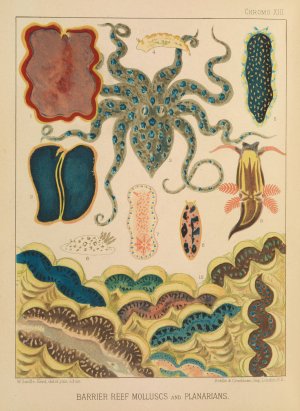 Barrier Reef Molluscs and Planarians by William Saville-Kent Oil Painting