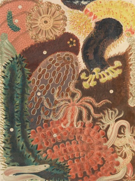Barrier Reef Trepang  by William Saville-Kent - Hand-Painted Oil Painting Reproduction