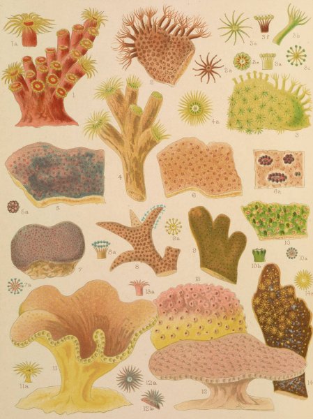 Great Barrier Reef Corals II  by William Saville-Kent - Hand-Painted Oil Painting Reproduction
