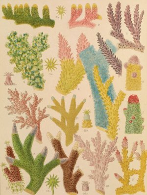 Great Barrier Reef Corals III by William Saville-Kent Oil Painting