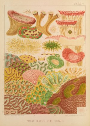 Great Barrier Reef Corals by William Saville-Kent Oil Painting