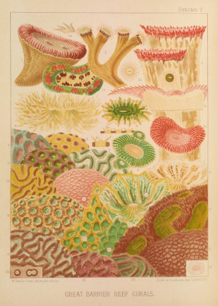 Great Barrier Reef Corals  by William Saville-Kent - Hand-Painted Oil Painting Reproduction