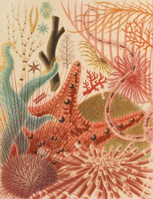 Great Barrier Reef Echinoderms by William Saville-Kent Oil Painting