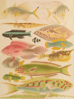 Great Barrier Reef Fishes II Oil painting by William Saville-Kent