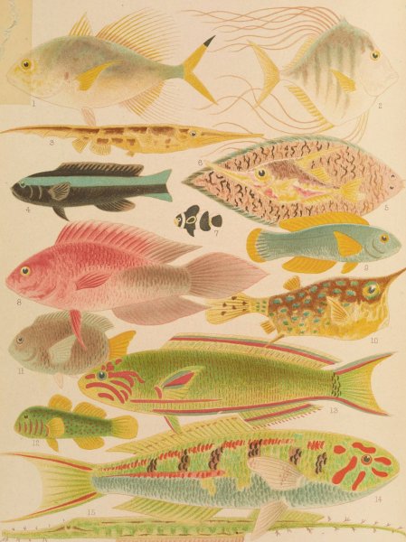 Great Barrier Reef Fishes II  by William Saville-Kent - Hand-Painted Oil Painting Reproduction