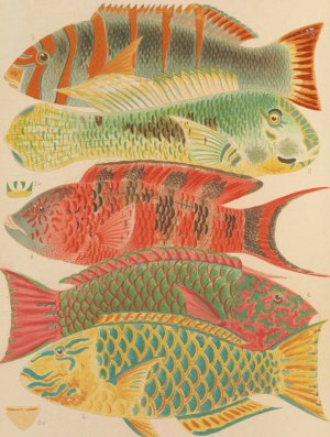 Great Barrier Reef Fishes by William Saville-Kent Oil Painting