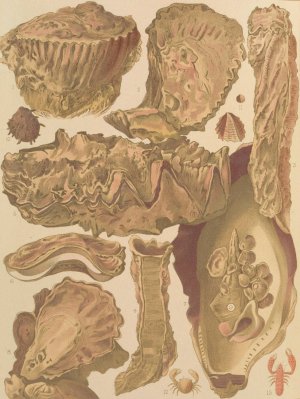 Great Barrier Reef Oysters by William Saville-Kent Oil Painting