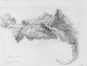 Leaves painting by William Trost Richards