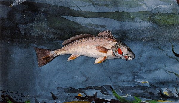 Main Product Photo of Channel Bass, Florida Painting by Winslow Homer