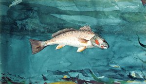 Channel Bass Oil painting by Winslow Homer