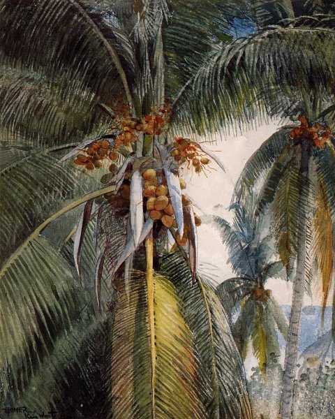 Main Product Photo of Coconut Palms, Key West Painting by Winslow Homer
