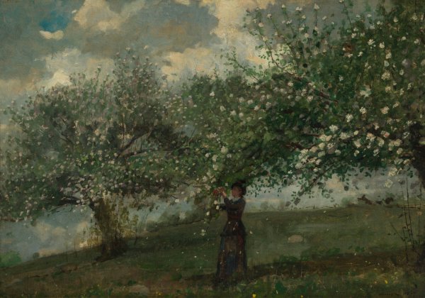 Main Product Photo of Girl Picking Apple Blossoms  Painting by Winslow Homer