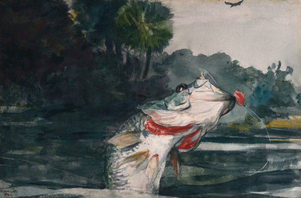 Main Product Photo of Life-Size Black Bass  Painting by Winslow Homer