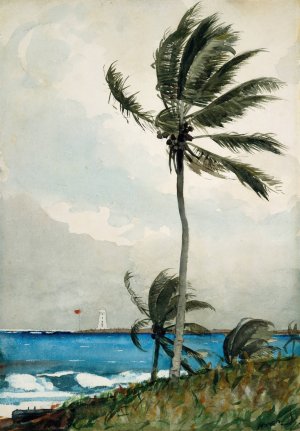 Palm Tree, Nassau by Winslow Homer Oil Painting