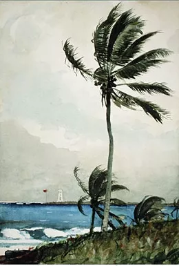 Palm Tree, Nassau painting by Winslow Homer