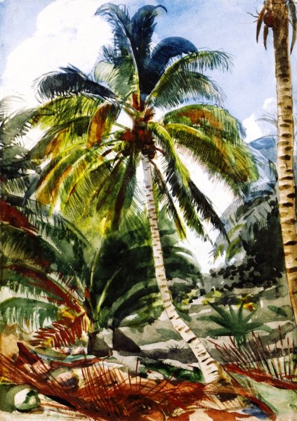Palm Trees, Bahamas