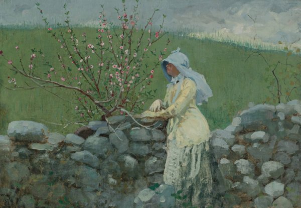 Main Product Photo of Peach Blossoms  Painting by Winslow Homer