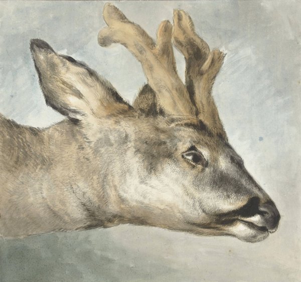 Head of a Roebuck  by Wybrand Hendriks - Hand-Painted Oil Painting Reproduction