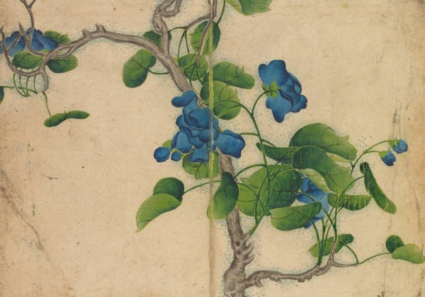 Climbing Blue Flowers  by Zhang Ruoai - Hand-Painted Oil Painting Reproduction