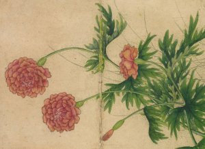 Peony by Zhang Ruoai Oil Painting