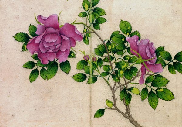 Rose  by Zhang Ruoai - Hand-Painted Oil Painting Reproduction